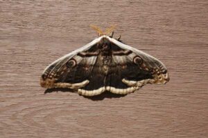 Moths vs Butterflies: Differences in Looks and Behaviour