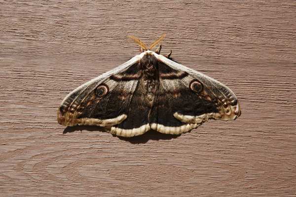 moths vs butterflies