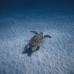 sea turtle migration