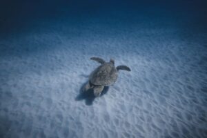 Sea Turtle Migration: How Turtles Navigate Across Oceans