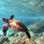 sea turtles in uk waters