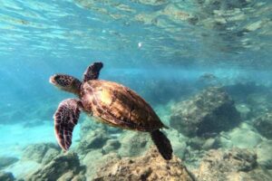 Sea Turtles in UK Waters: Species, Sightings and Ocean Journeys