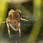 spider life cycle