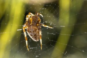 Spider Life Cycle: From Egg Sac to Adult