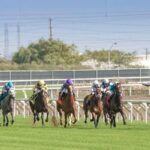 thoroughbred horse characteristics