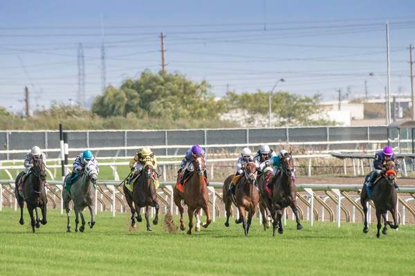 thoroughbred horse characteristics