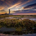 uk seagrass meadows