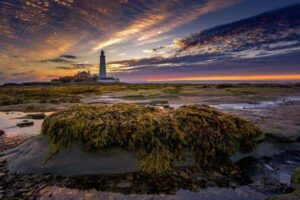 UK Seagrass Meadows: Wildlife, Food Webs and Coastal Importance